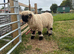 Valais Blacknose Wethers x 2 for sale