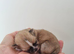 KC registered Lhasa Apso Puppies