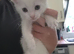 3 white kittens