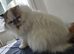Beautiful Persian Cat for Loving Home