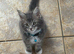 Maine coon kittens