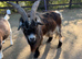 For Sale or Rent Proven Billy Goat Llanwrst