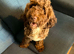 Lovely female chocolate cockapoo