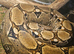8 and half foot boa