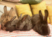 CONTINETAL GIANT RABBITS