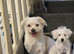 Max the Maltese boy