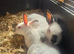 Himalayan marked polish dwarf Rabbits