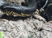 Russian Black Rat Snake at Birmingham Reptiles