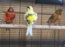 11 canaries cocks and hens