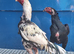 Aseel Cock and hen