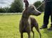 Blue kc whippet puppies