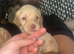 Unique Cavapoos pups