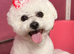 Kc Bichon Frise