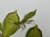 Trio of adult Colourful leaf insects (Phyllium letiranti "Tataba") plus free eggs