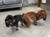 Tiny imperial Shih Tzu puppies