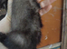Semi angroa few 8 week old and 10 week old
