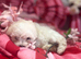 Small little girl left apricot ears and apricot masking Maltipoo