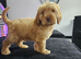 Beautiful Cockapoo puppies