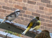 Canaries