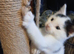 Male white kitten with black ears & tail
