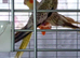 Cockertiel pearl
