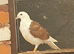 Saddle racing pigeons for sale