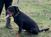 Presa puppies