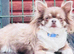 Chihuahua puppies from health tested parents