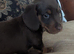 Dachshund