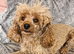 Spayed adult female toy poodle