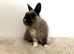 Netherland dwarf male rabbit