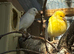 Cute Canaries