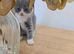 Kitten 2 months