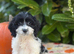 TOY COCKAPOO FEMALE AVAILABLE