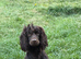 3 Beautiful cocker spaniel male puppy’s.