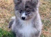 Adorable chow chow puppy