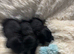 KC registered Scottish Terrier puppies