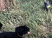 Male maltipoo for stud black and white