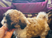 Shih- tzu x Puppy