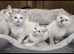 4 stunning ragdoll kittens