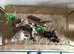Ant keeping supplies | Tank for ants, beetles, scorpions or other inverts | animals enclosure