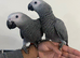 Male Baby Handreared Tame African Grey Parrot,30