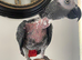 Tame African grey parrot