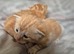Beautiful kittens