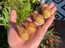 Giant African Snails for sale!