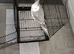 Beautiful male cockatiel