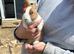 Baby Ditch Bunnies 12 Weeks old Ginger