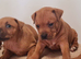 Red staffy puppy's