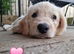 Labradoodle puppies for sale