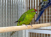 Kakarikis